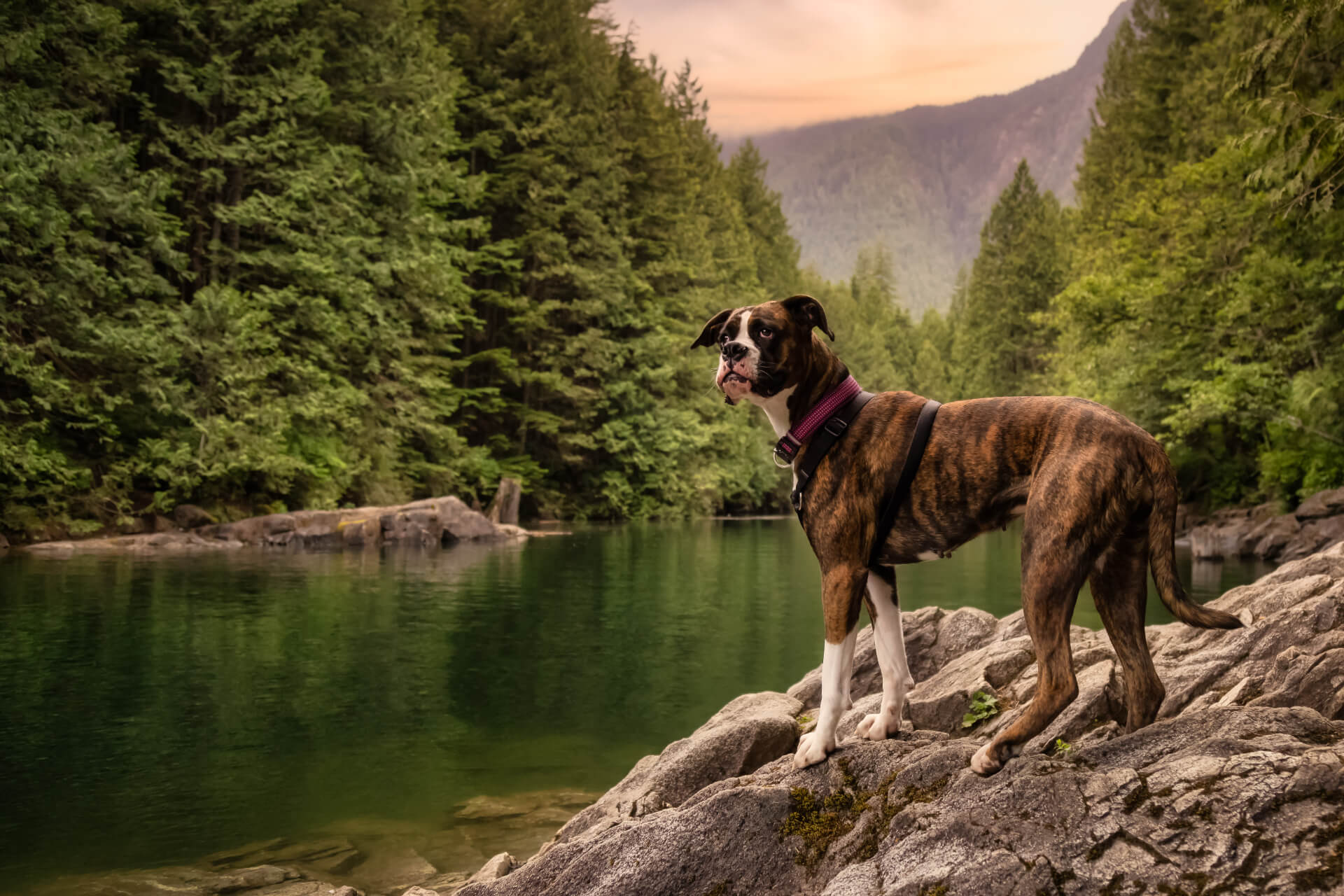 Veterinary hospital in Kelowna Mobile Slider