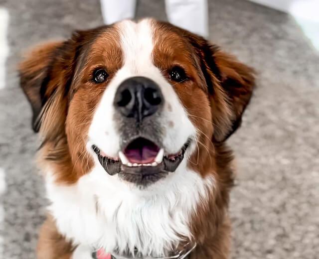 Panoramic Pet Dental X-Ray